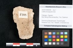 Foto (Objekt + Etikett) von Callitris brongniartii Endl. (NHMW-GEO-2024-0188-8208)